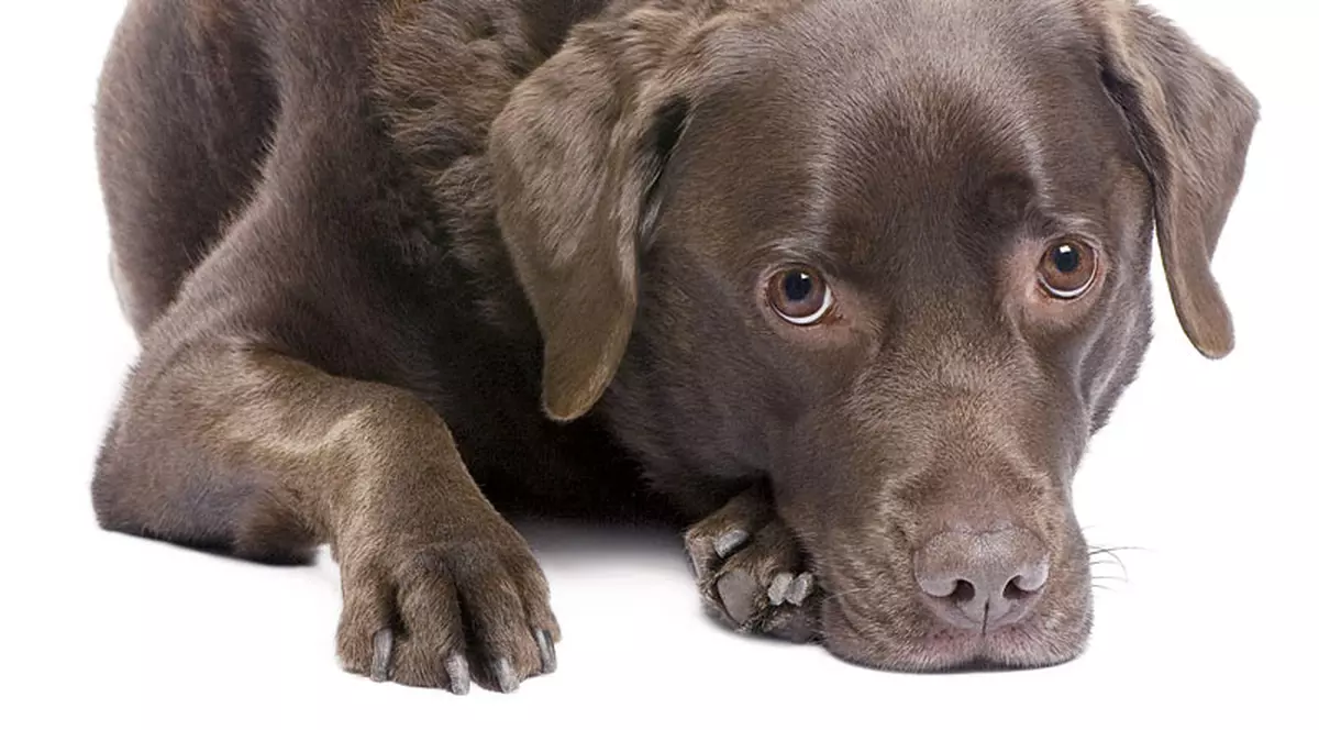 Cum îţi dai seama că e bolnav?