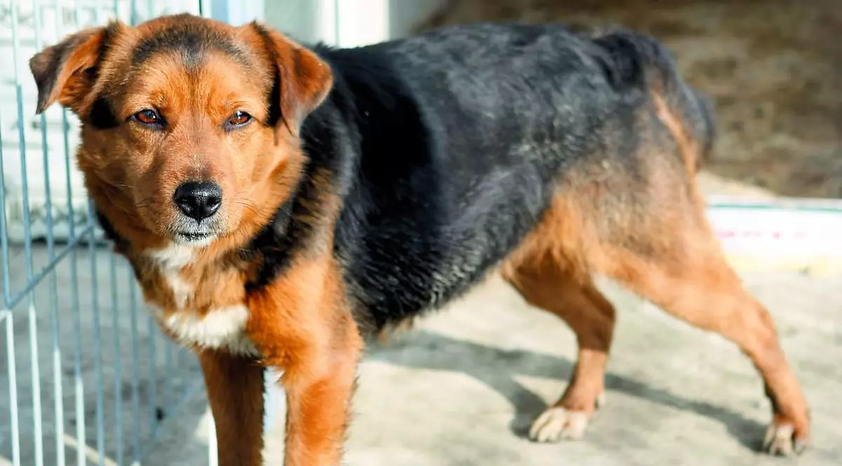 Maidanezii cazaţi la cinci stele