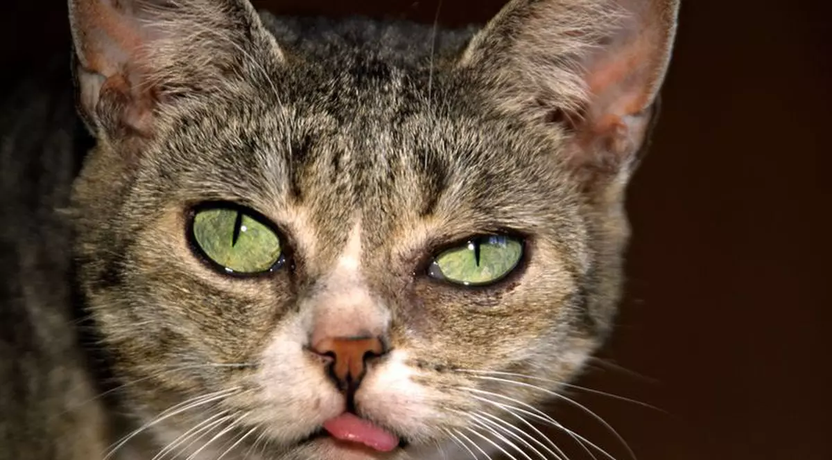 Bătrân găsit cu degetele mâncate de pisici