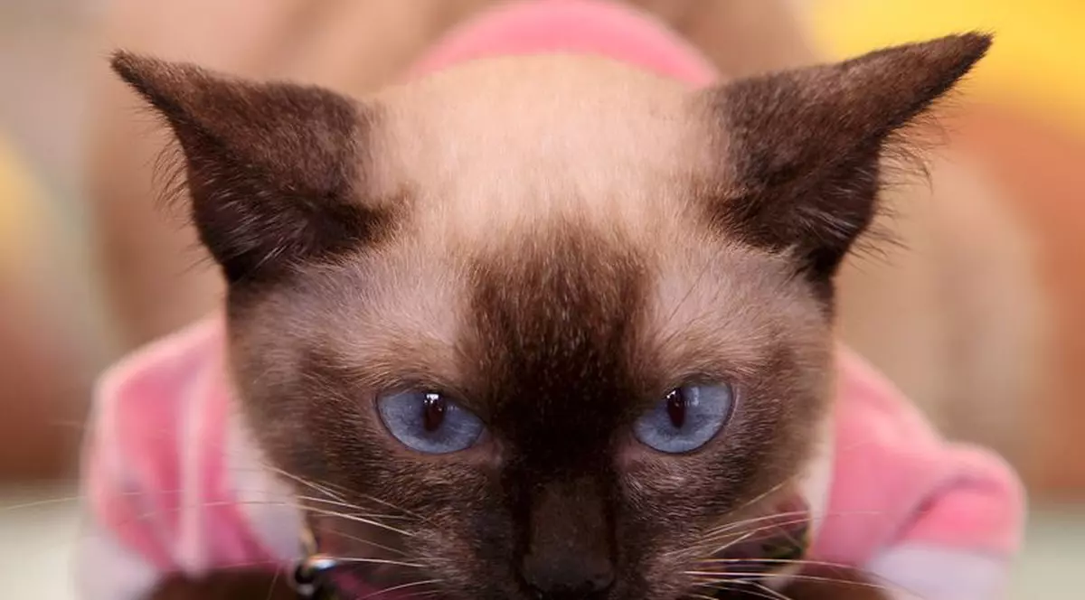 Petiţie pentru ca o pisică să rămână în restaurant 