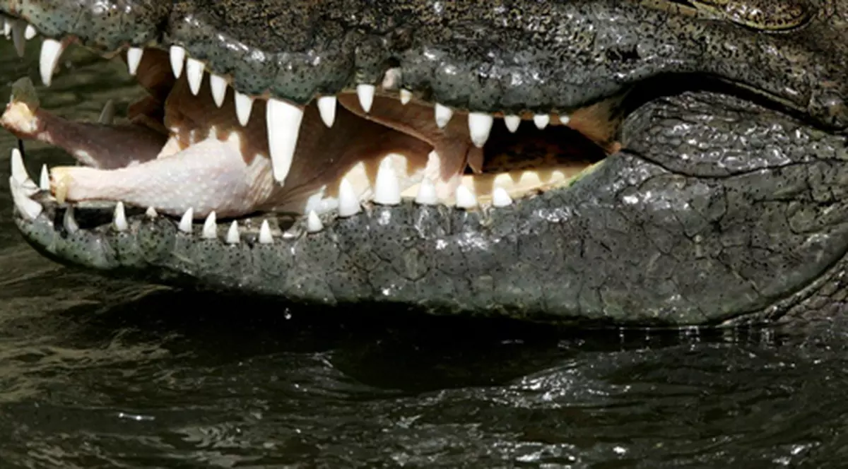 A fost înghiţit de crocodil 