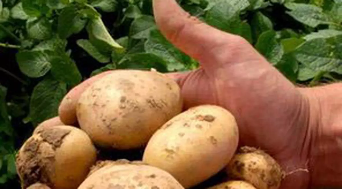 Cartofii din Harghita, solicitaţi la export