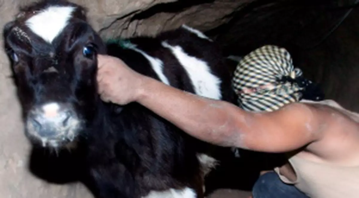 Băutură răcoritoare făcută din urină de vacă, în India