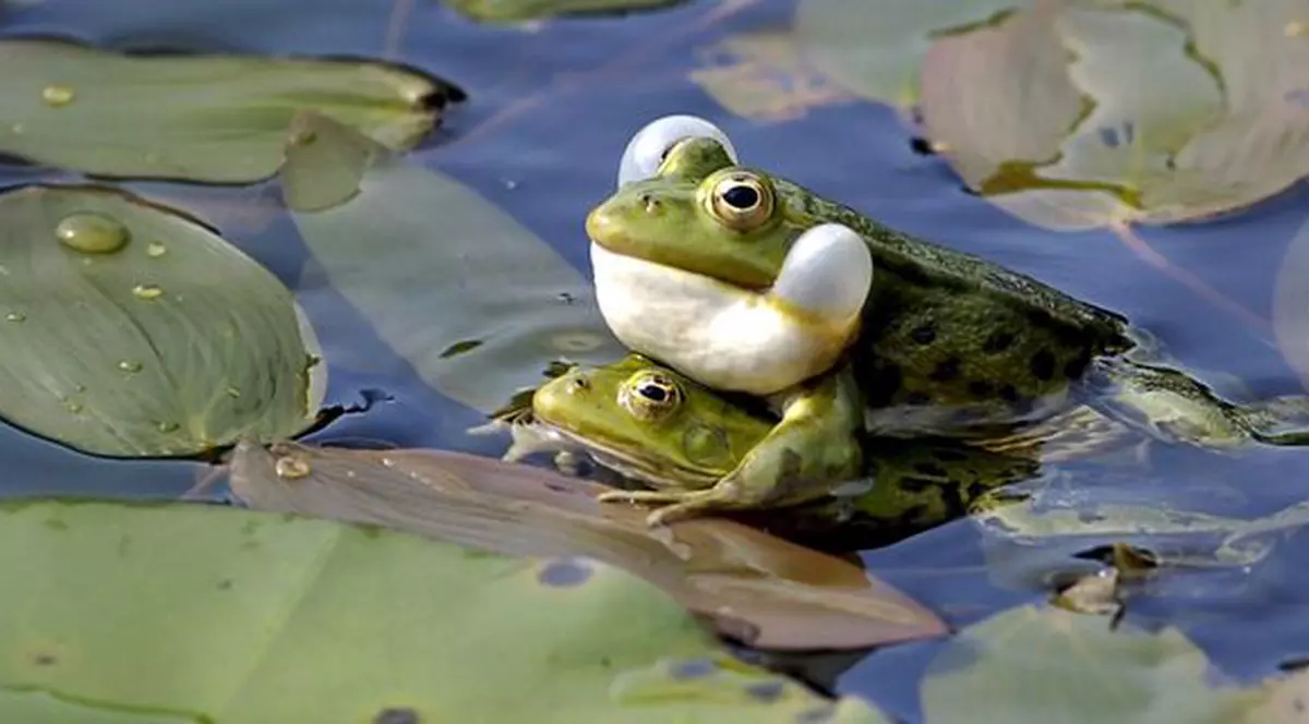 Narcomanii iranieni au trecut pe broaşte