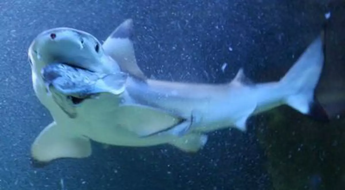 Criza economică îi afectează şi pe rechini