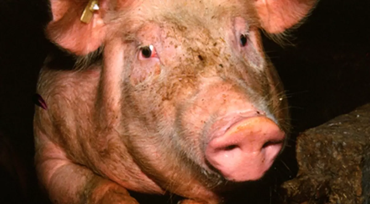 Porcul a dat foc la casă 