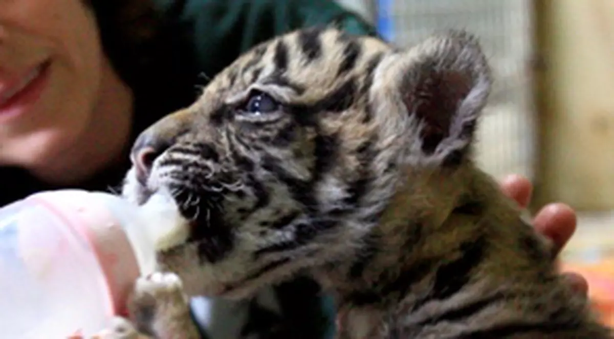 Cine-i mic şi bea lăptic?