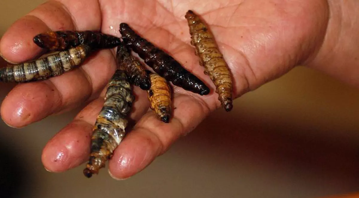 Computer stricat din cauza unui vierme... unul real