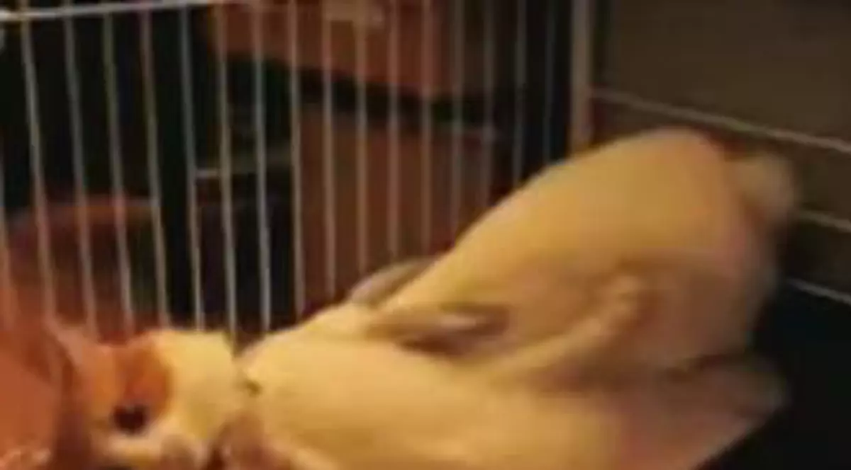 Vreau pătuţul înapoi!!!