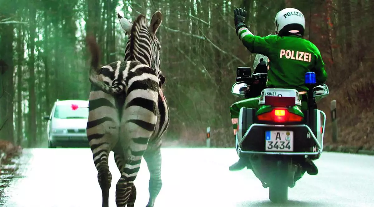 Au fugărit zebra prin oraş