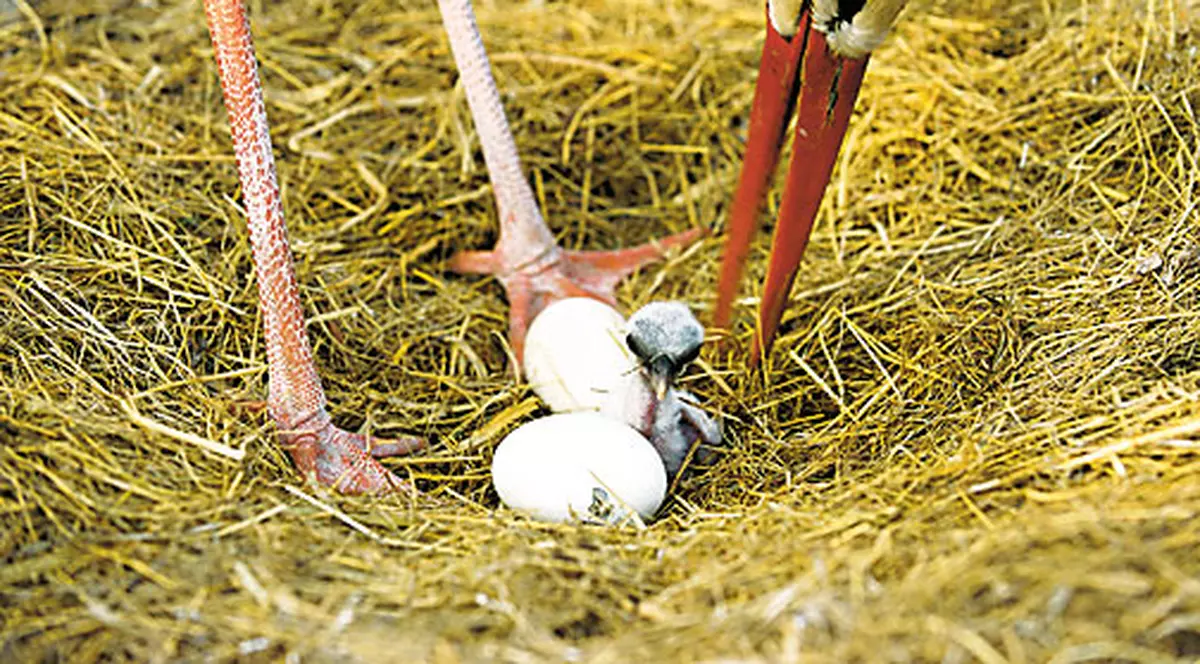 Hop şi noi pe lume!...