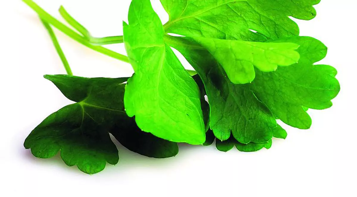 ANAF a dat lovitura! A blocat conturile unei bătrâne de 83 de ani care vinde pătrunjel