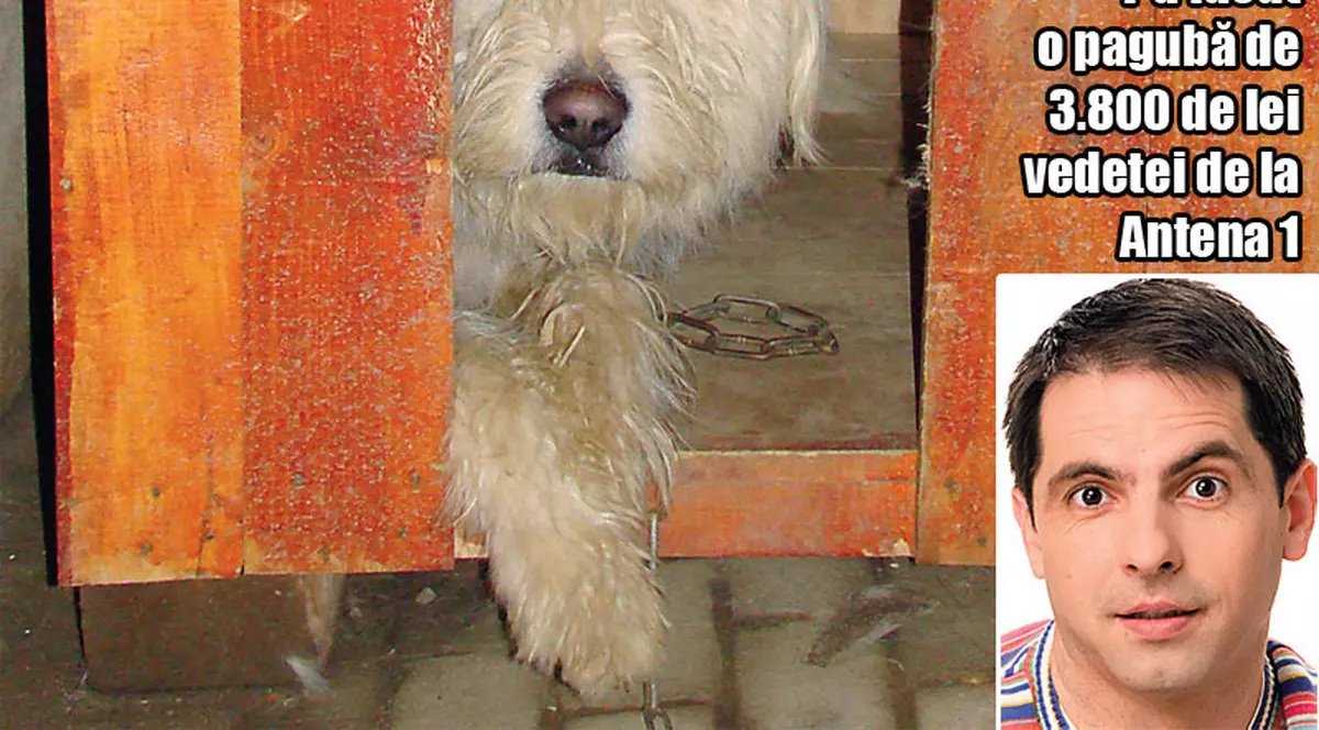 Câinele Google i-a distrus grădina lui Dan Negru