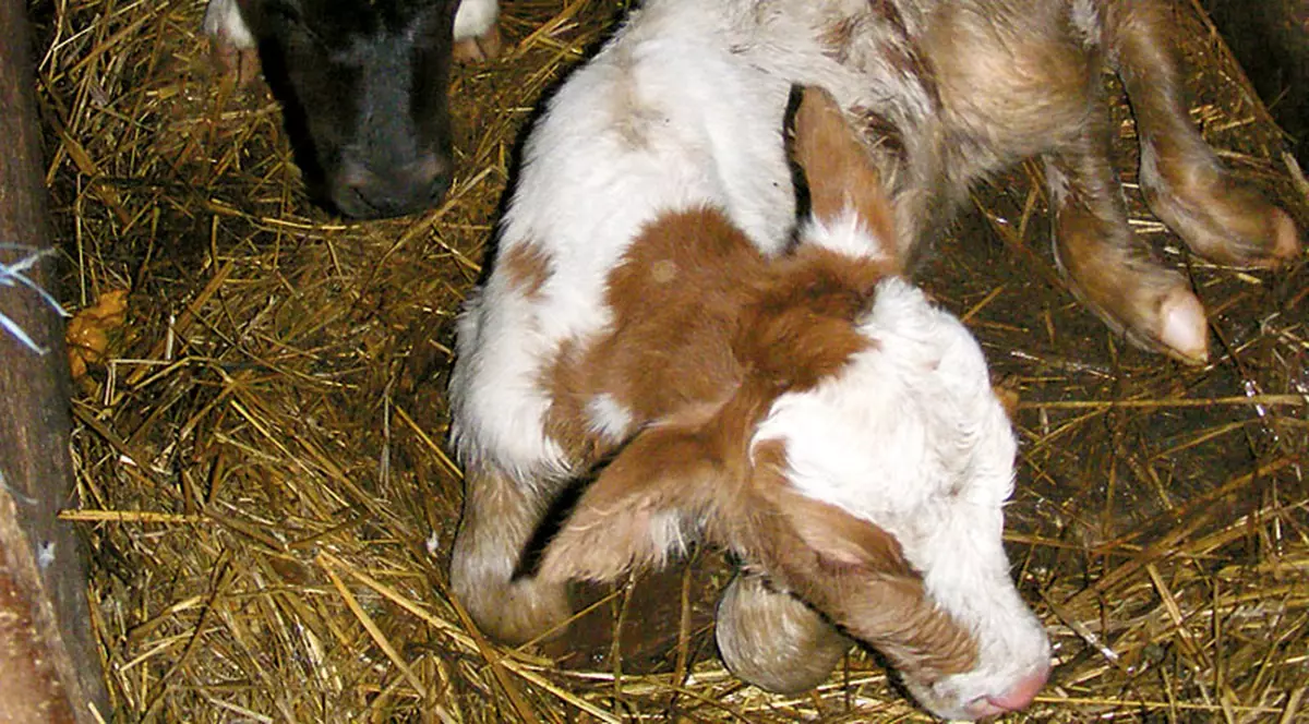 «Minune! Vaca mea a fătat trei viţei!»