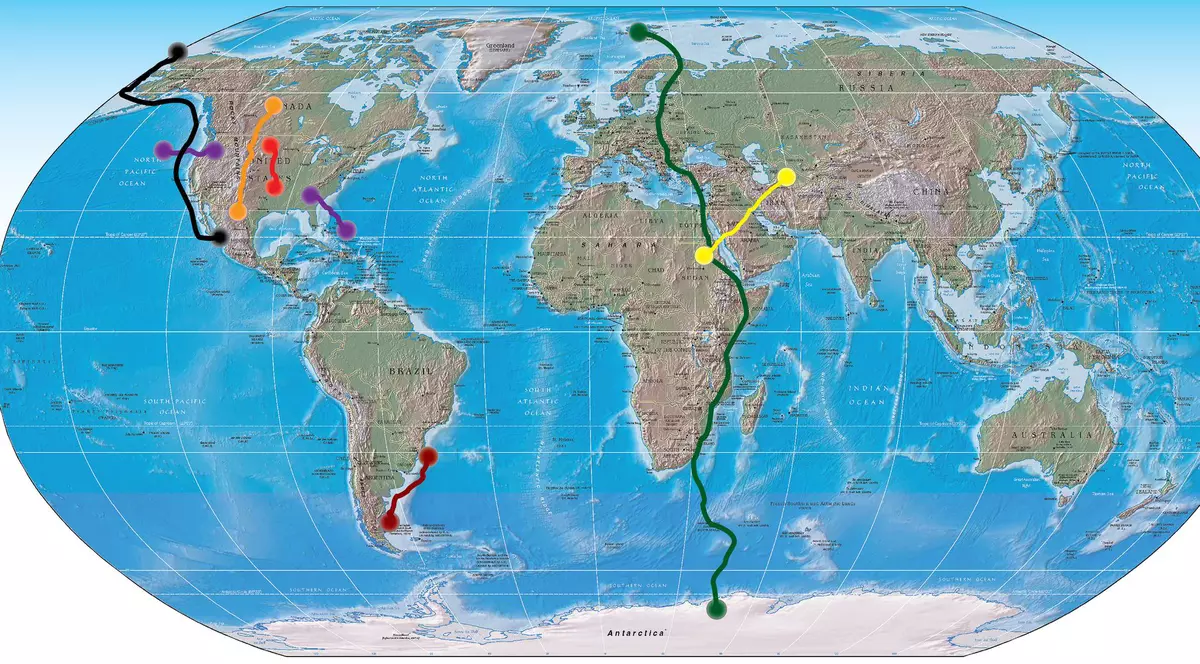 Zboară 64.000 km în căutarea hranei