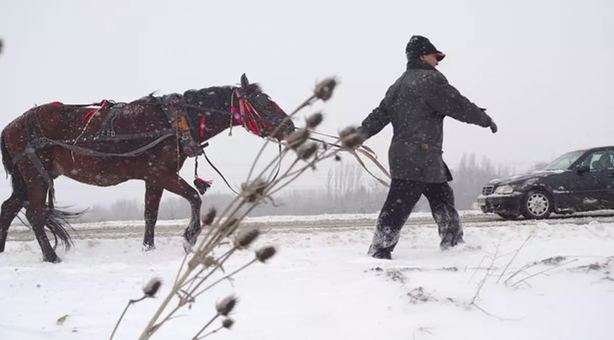 Amendat pentru că vindea carne de cal
