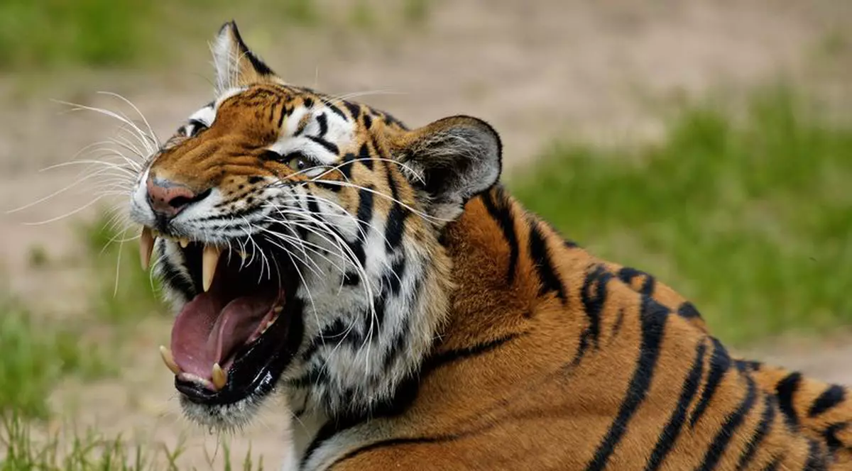 Turist ucis de un tigru siberian