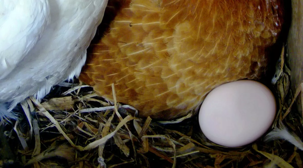 Ouăle mari provoacă stres şi durere găinilor