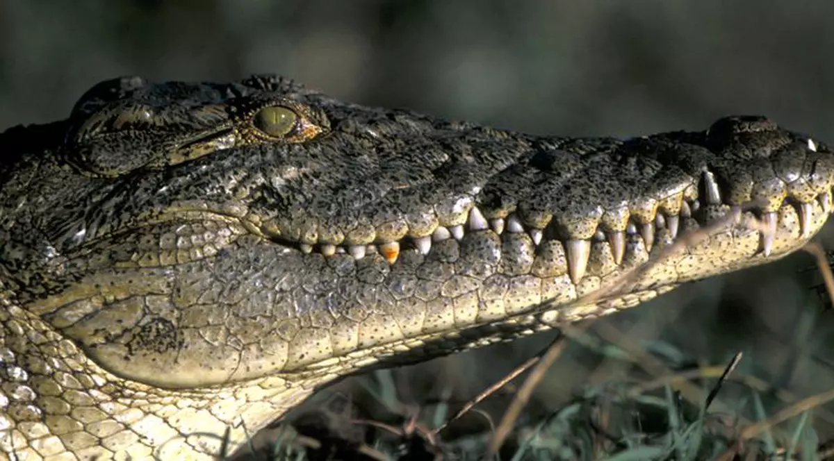 Trei crocodili, eliberați într-o școală din Australia