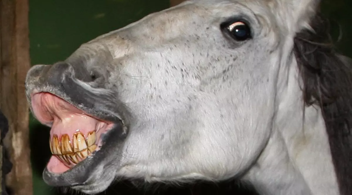 Calul i-a retezat un testicul