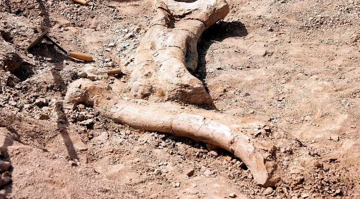 Oasele unor animale preistorice descoperite în centrul Chişinăului