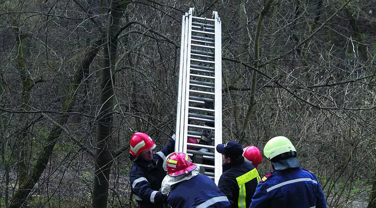 Au tăiat copacul spânzuratei