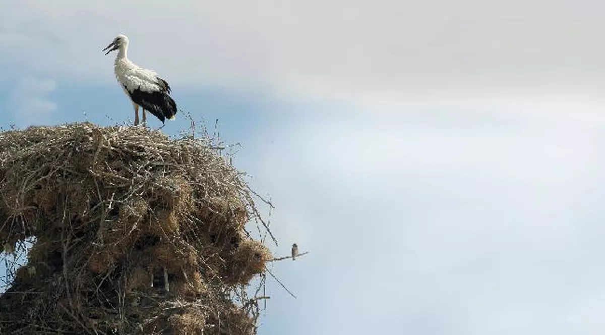 Prima barză a sosit ieri în România!