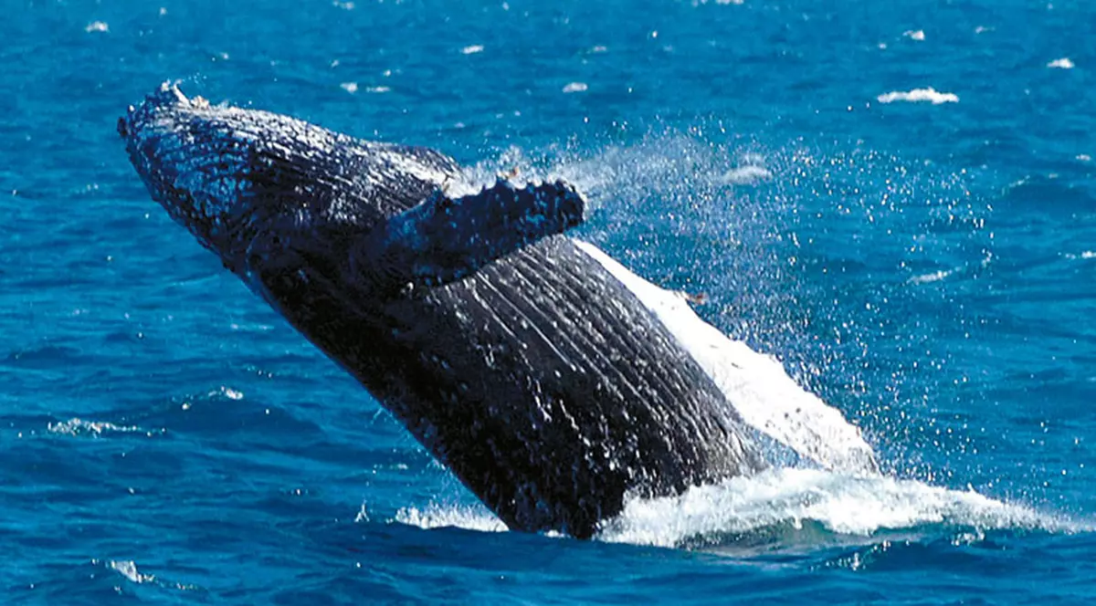 Păzea, gabarit depăşit!