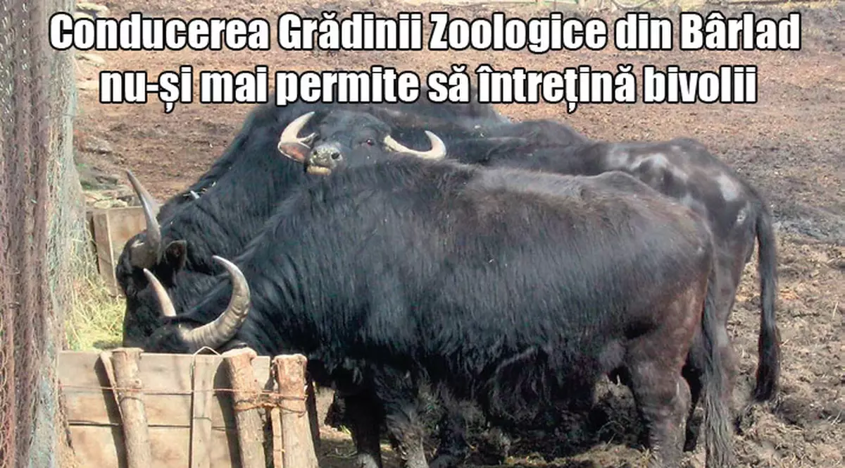 Au scos bivolii la licitaţie