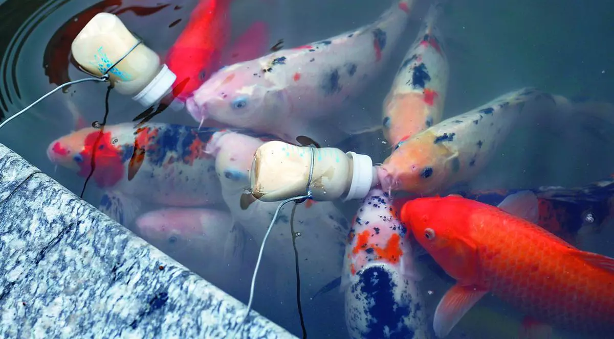 Aţi mai văzut peşti care beau lapte?