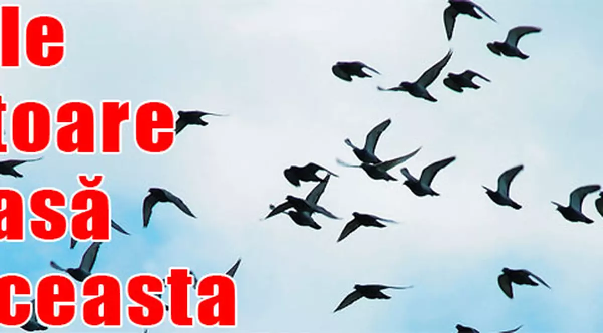 Iată ce păsări se întorc în Bucureşti