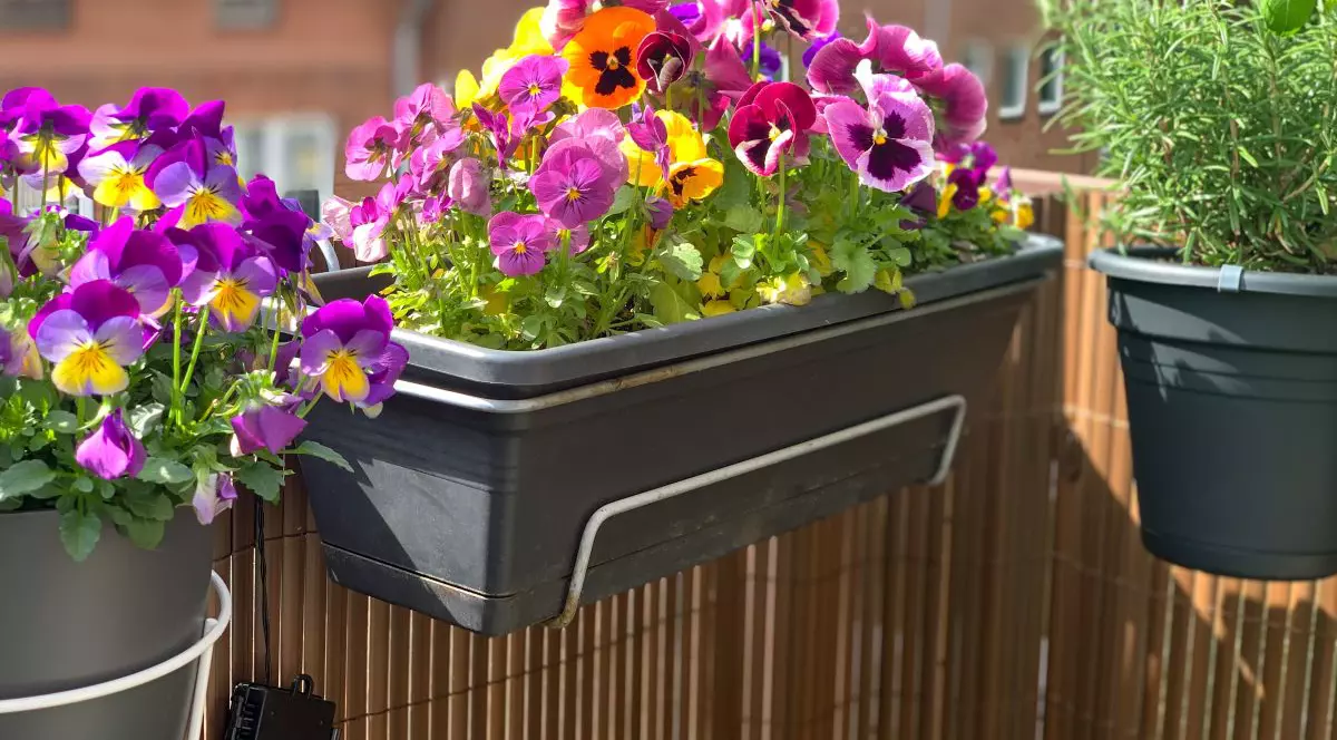 Flori de primavara in ghiveci, pe balcon