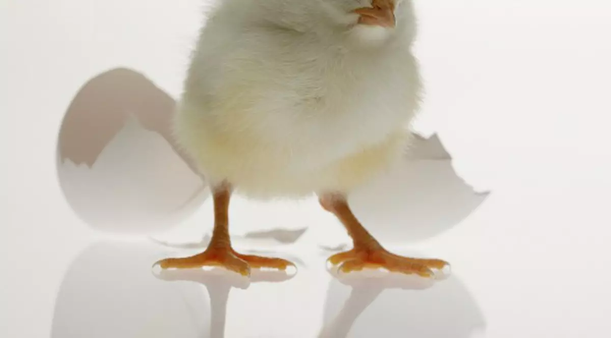 Puii de găină ştiu să numere până la trei