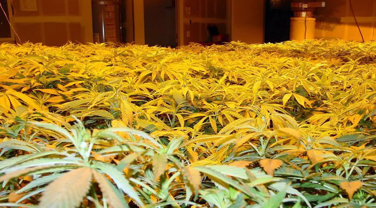 Marijuana poate combate tumorile cerebrale