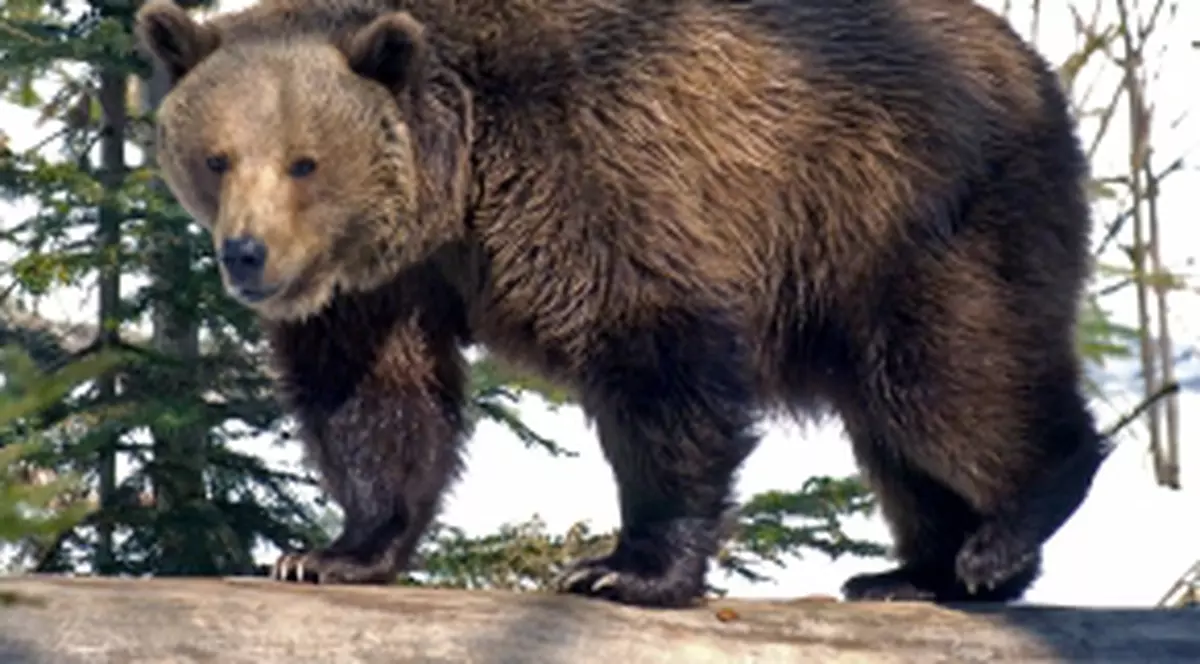 Pădurar atacat de urs