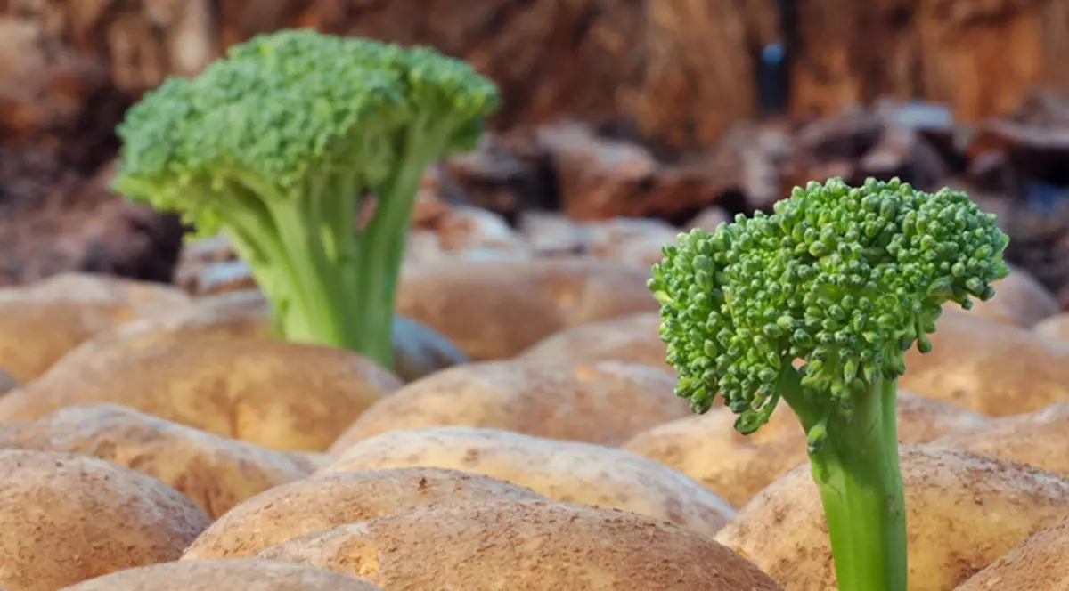 Broccoli poate preveni cancerul stomacal