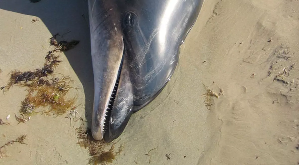 Cinci delfini, găsiţi morţi în ultima săptămână pe litoralul românesc