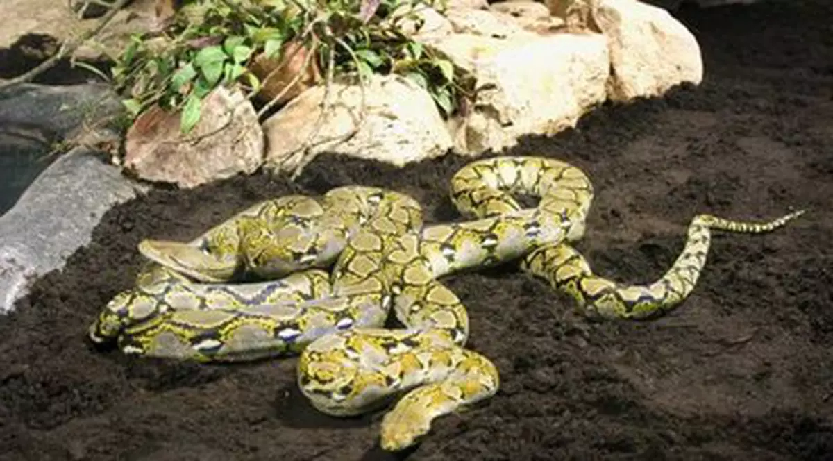 Patru pitoni, liberi într-un avion