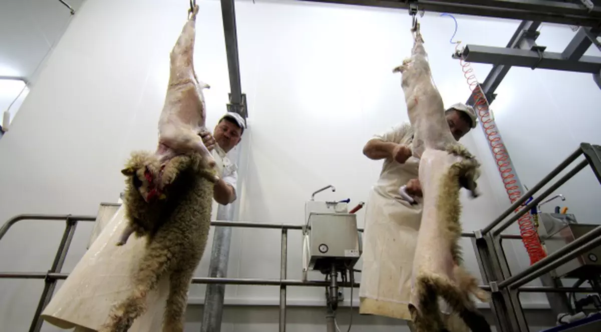 Semnături în PE pentru tăierea mieilor şi a porcilor în mod tradiţional 