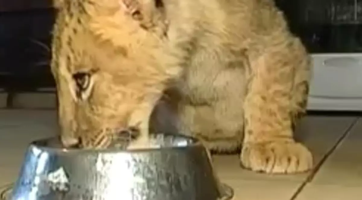 Locuieşte cu trei pui de leu