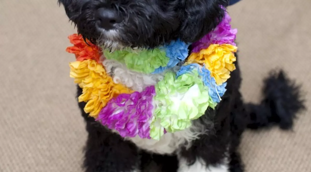 Câinele familiei Obama, ”conducătorul cu lesă”