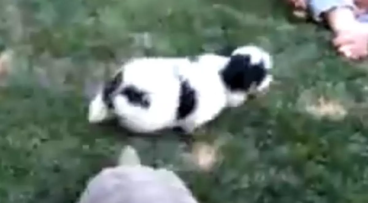 O broască ţestoasă muşcă un câine