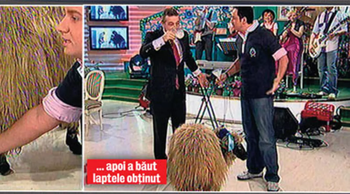 A muls oaia în direct!