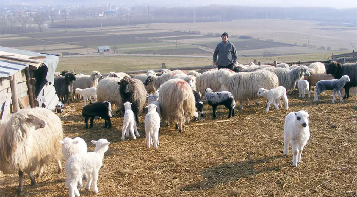 «Vând mieii şi pe bonuri de masă»