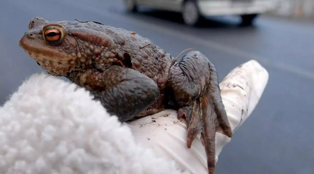 A fost concediată pentru că a salvat o broască