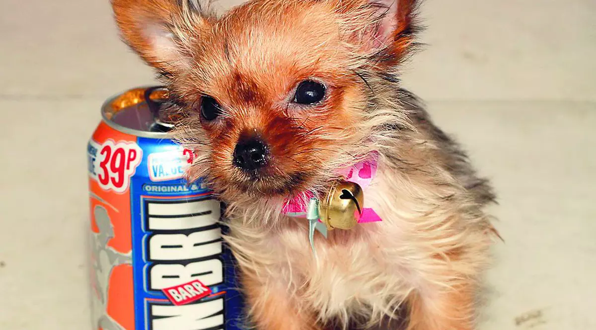 «Sunt cel mai mic căţel din Marea Britanie»