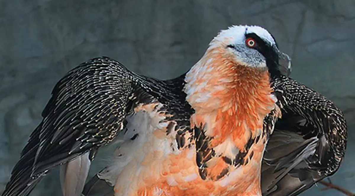 Vulturul cu barbă s-a întors în România