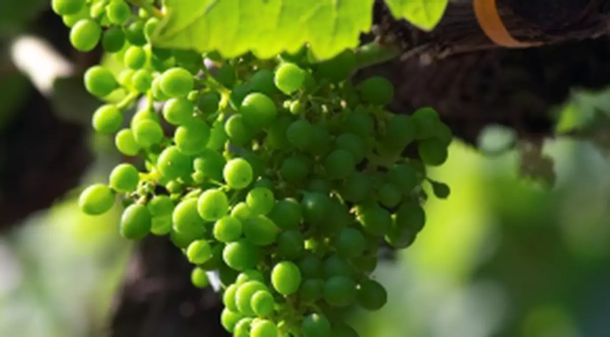 Georgienii vor avea Partidul Vinului