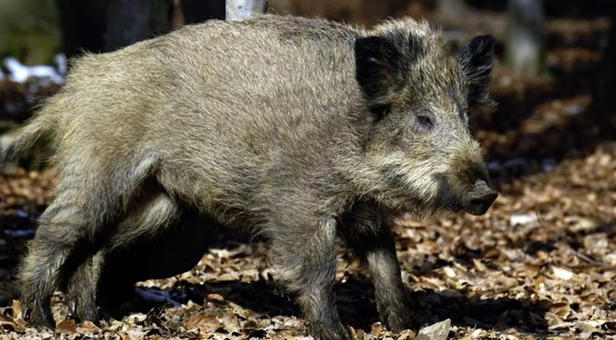 Escapadă nefericită a unor mistreţi sălbatici la Augsburg