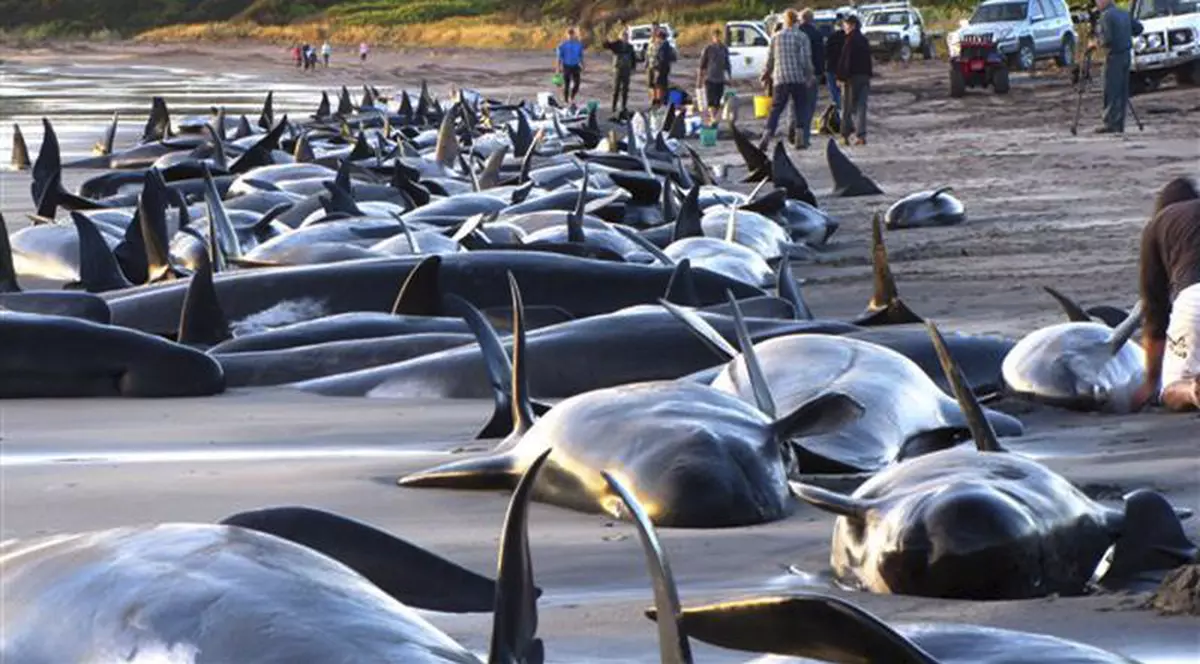 35 de balene eutanasiate, după ce au eşuat